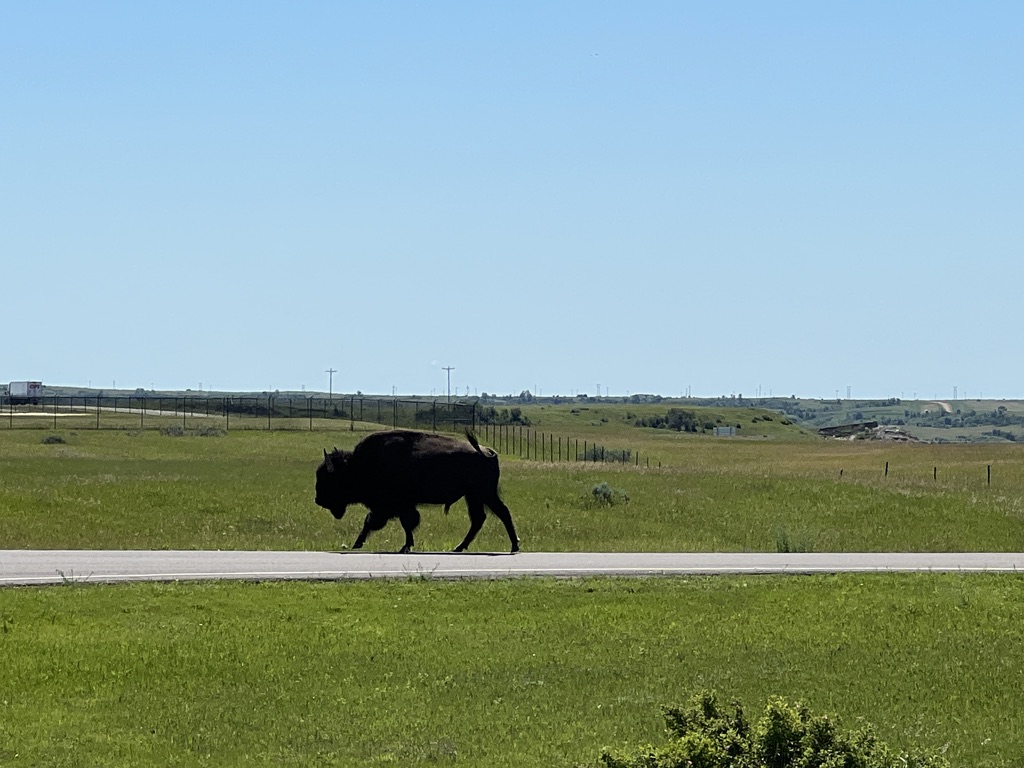 Bison near Painted Canyon Visitor Center, Theodore Roosevelt National Park, North Dakota